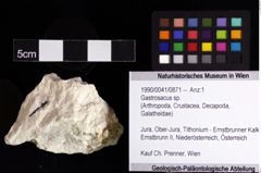 Foto (Objket + Etiketten) von Gastrosacus sp. 